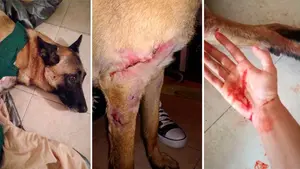 Varios perros sueltos en Irurtzun atacan a una joven y dejan en estado grave a su perro: "Ya no sabemos qué hacer"