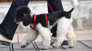 Detienen a dos personas por no recoger los excrementos de sus perros y enfrentarse a la policía al tratar de denunciarles