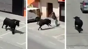 Las im&aacute;genes grabadas por los vecinos del toro 'fugado' que la tom&oacute; con una moto 