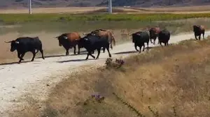 Los Cebada Gago se preparan para San Fermín en la dehesa: protagonizarán el primer encierro de 2017