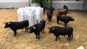 ¡Pamplona ya huele a toro! Llega a la plaza la novillada del 5 de julio que lidiarán los navarros Javier Marín y Toñete