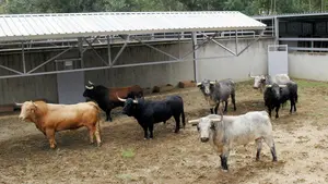 El Gas recibe a sus primeros visitantes: los toros de Cebada Gago y Fuente Ymbro desembarcan en Pamplona