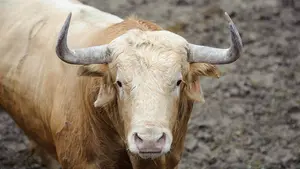 Toros de postal: Cebada Gago exhibe su variedad de capas en los corrales del Gas