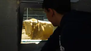 Museo viviente: los corrales del Gas albergan ya cuatro ganaderías de los encierros y abren sus puertas para ver de cerca a los toros