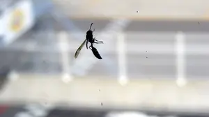 Muere una mujer tras la picadura de una avispa en su casa en Málaga