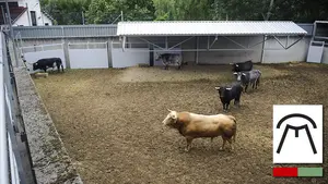 Alto riesgo en el primer encierro de San Fermín: Cebada Gago, la ganadería que más cornadas provoca