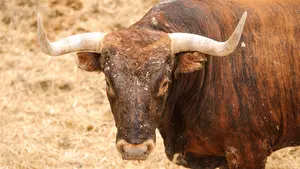 Los Miura, protagonistas del último encierro de los Sanfermines: así son las cabezas más grandes de la carrera