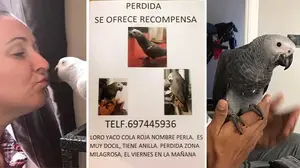 Se busca a Perla: una familia de La Milagrosa ofrece una recompensa a quien encuentre a su loro