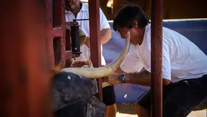 Así se prepara una tarde de vacas: el trabajo detrás de las fiestas en la ganadería Reta de Casta Navarra