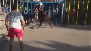 Brutal cogida en Calpe a un joven, grave tras una cornada por intentar hacerse un 'selfie' con el toro