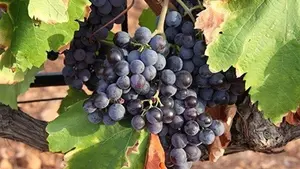 La próxima cosecha de la DO Navarra prevé 75 millones de kilos de uva, casi un 10% menos que el año pasado