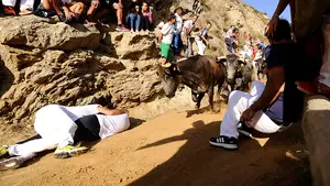 Visto y no visto: así han bajado el pilón de Falces las imparables vacas de Eulogio Mateo