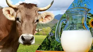 La leche de vaca, fuera de peligro: un estudio navarro confirma que está libre de toxinas, perjudiciales para la salud 
