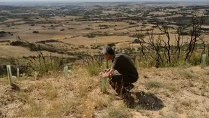 Un año después del mayor incendio de Navarra: el monte afectado de la Zona Media inicia su lenta recuperación