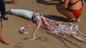 Una sorpresa de cinco metros en la playa: así el calamar gigante que se han encontrado unos bañistas en Llanes