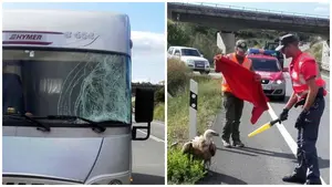 Susto 'aéreo' en las carreteras navarras: un buite choca contra una autocaravana en Olóriz y revienta el cristal delantero