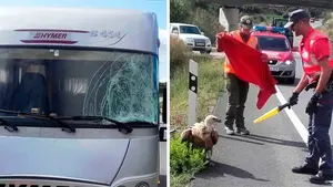 El buitre que impactó contra una autocaravana en Olóriz, en libertad sin un rasguño