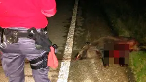 Noche de atropellos en Navarra: cuatro animales impactan contra diferentes vehículos en las carreteras de la Comunidad foral