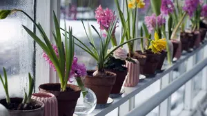 La curiosa forma de los vecinos de Pamplona de medir la contaminación en la ciudad