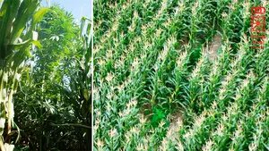 Un 'maizal' sospechoso en Larraga y Mendigorría: descubren más de cien plantas de marihuana entre las cosechas