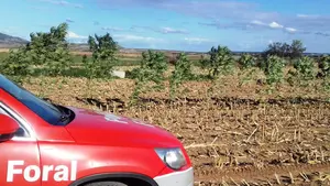 Los 'narcos' del maíz: la cosecha de un campo en Pitillas saca a la luz una plantación ilegal de marihuana