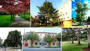 Los árboles más espectaculares de la ciudad: los vecinos de Pamplona decidirán cada año cuál es el más valioso de su barrio