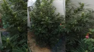 Su afición a la 'jardinería' escondía un alijo de marihuana: detenido en Caparroso por tráfico de drogas