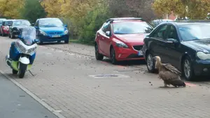 Un buitre en la ciudad: un ave rapaz de dos metros aparece en una calle de Pamplona 
