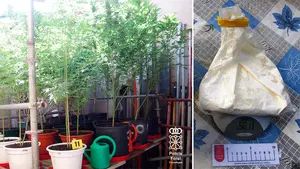 Una jungla de marihuana y medio kilo de anfeta en casa: un vecino de Castej&oacute;n de 59 a&ntilde;os acaba en la c&aacute;rcel tras un alerta vecinal