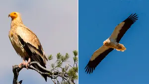 Alzó el vuelo: la historia de recuperación de un pequeño buitre, hallado herido y con una pata rota en las Bardenas