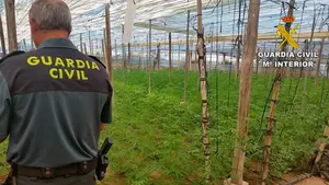 La 'Amazonia de la marihuana': desmantelan el mayor invernadero de la historia española con más de 40.000 plantas