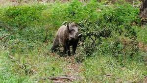 El TSJN anula el decreto foral de especies silvestres protegidas creado en  2019