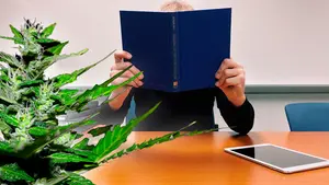 Ya puedes ser 'experto en marihuana': un título universitario estudiará sus usos como medicina legal