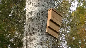 Construyen en los alrededores de la UPNA 'refugios' para murciélagos que luchen contra los mosquitos