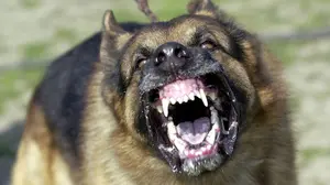 Investigan al dueño de los perros que atacaron a una anciana a la que le han amputado las piernas