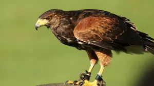 Osasuna está estudiando utilizar halcones para acabar con las palomas que dañan el estadio El Sadar