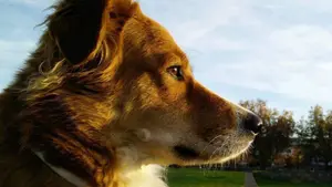 Inicia una campaña en las redes sociales tras morir envenenada su perra en un pipicán de la Taconera