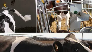 Maltrato animal: cae una red dedicada a mutilar cuernos y rabos de vacas en Navarra para facilitar su ordeño