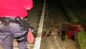 Fin de semana intenso en la carretera: registrados hasta 15 accidentes en Navarra por atropellos a animales