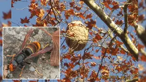 Control sobre la avispa asiática: el Ayuntamiento de Pamplona pide colaboración ciudadana 