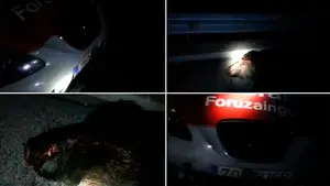 El protector siniestrado: la Policía Foral sufre el atropello de un jabalí en plena madrugada en Yesa