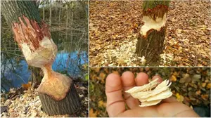 Los castores movilizan a la policía en Pamplona: árboles con riesgo de caer en la Magdalena y Miluze