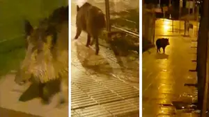 Un jabalí se pasea por la avenida de Barañáin en la madrugada de este 1 de diciembre