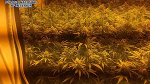 Jugando entre marihuana: detenidos unos padres que ocultaban dos laboratorios de droga en su casa familiar
