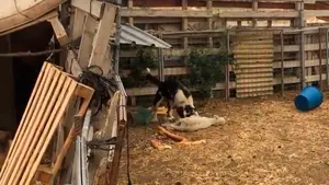 Así es la finca de los horrores de Cascante: cadáveres, suciedad y animales desnutridos