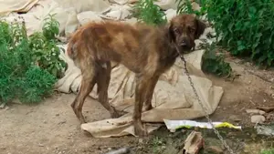 Veterinarios navarros advierten de que la rabia "sigue siendo un problema" en perros y caballos