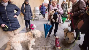 Pamplona cambiará la ordenanza que regula la tenencia de animales de compañía tras el estado de alarma