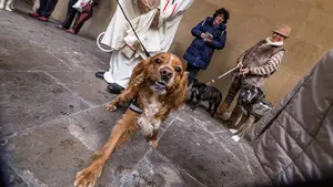 Los perros, gatos y conejos de Pamplona son acogidos por la iglesia de San Nicolás bajo su bendición