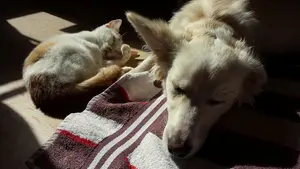 Mueren intoxicados un gato y un perro al quemarse un trapo en una cocina de Pamplona