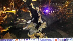Un árbol de varias toneladas se desploma en la vuelta del Castillo de Pamplona y hiere a dos personas